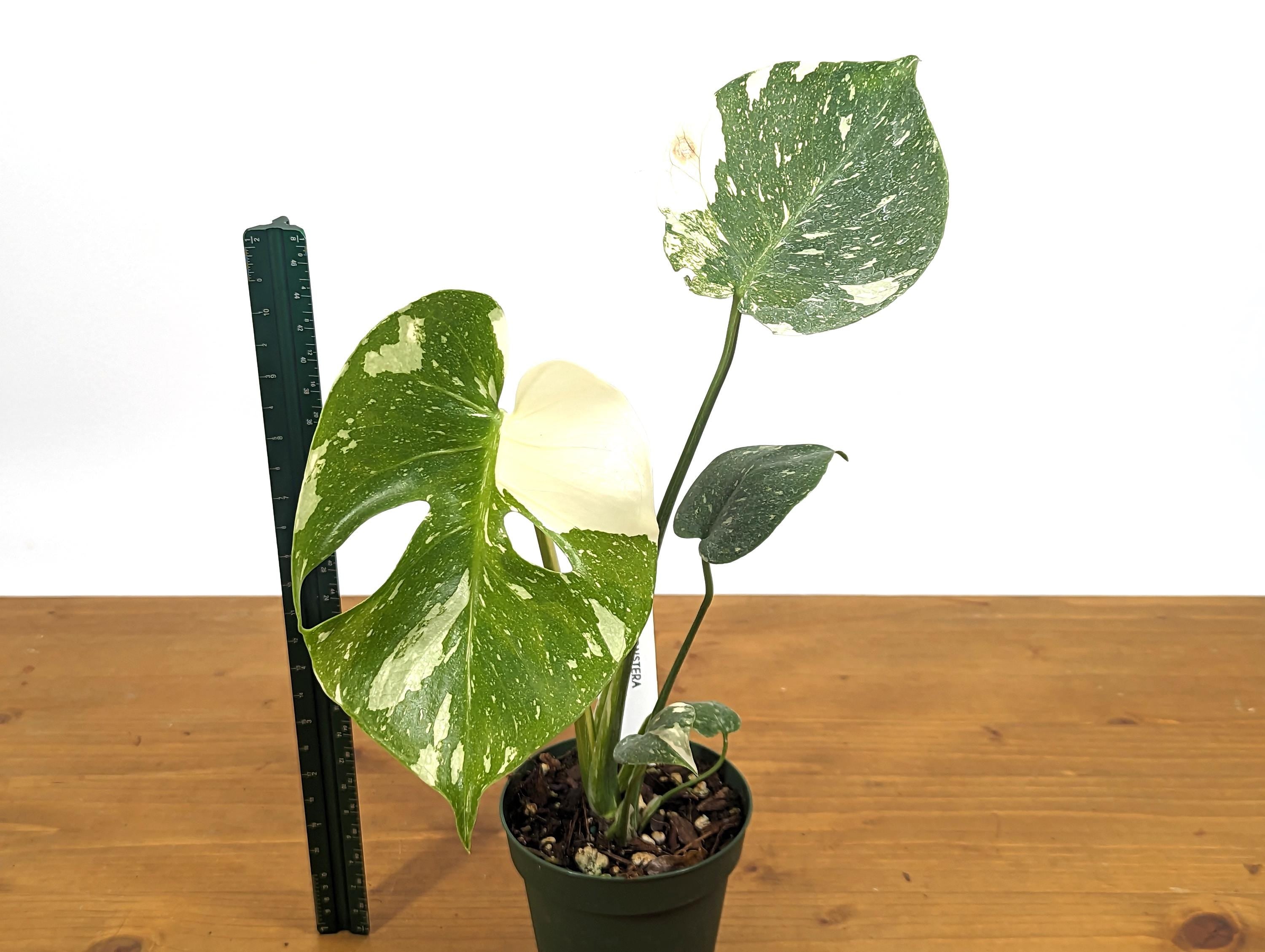 Monstera Thai Constellation Good Color 12&quot; Tall in 4 inch Pot Exact 