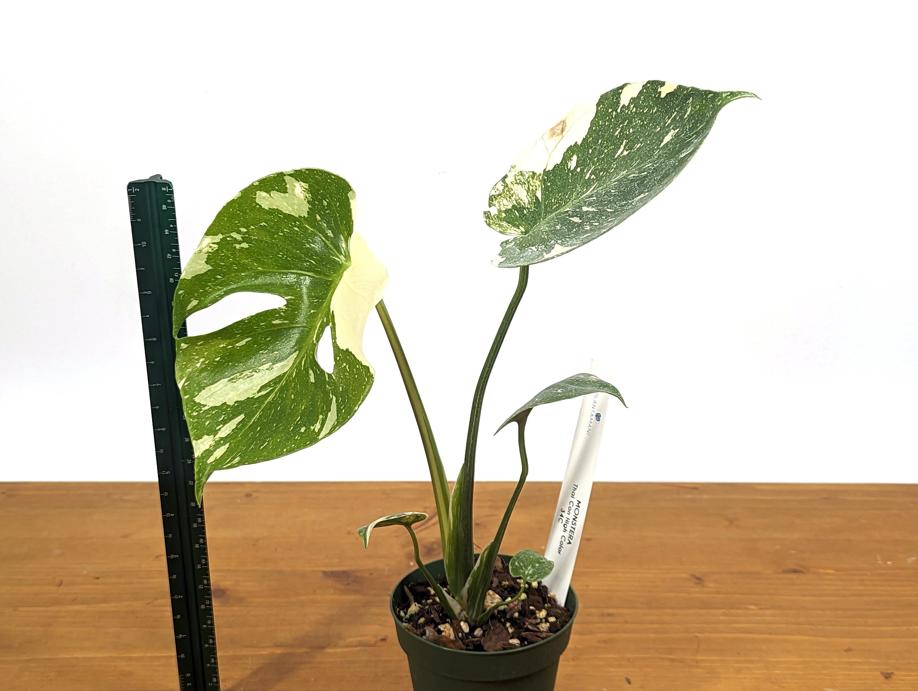 Monstera Thai Constellation Good Color 12&quot; Tall in 4 inch Pot Exact 