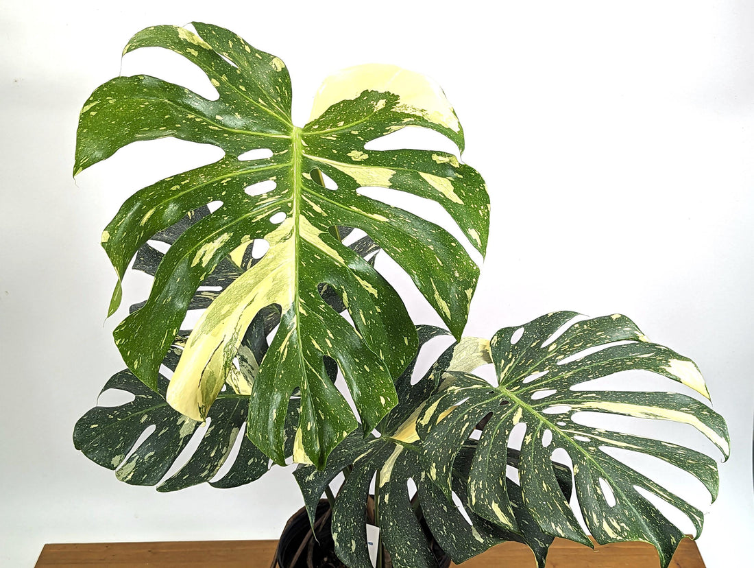 Monstera Thai Constellation Creme Brulee Exact Plant 8 inch Pot