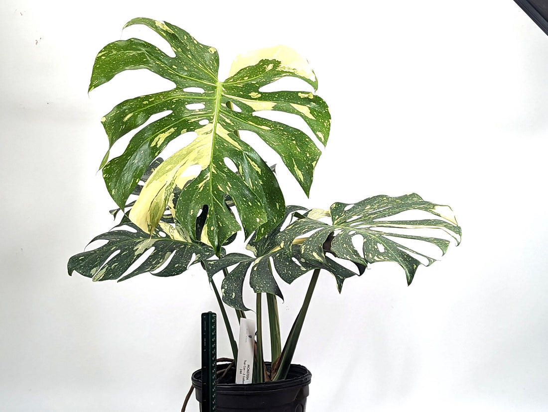 Monstera Thai Constellation Creme Brulee Exact Plant 8 inch Pot