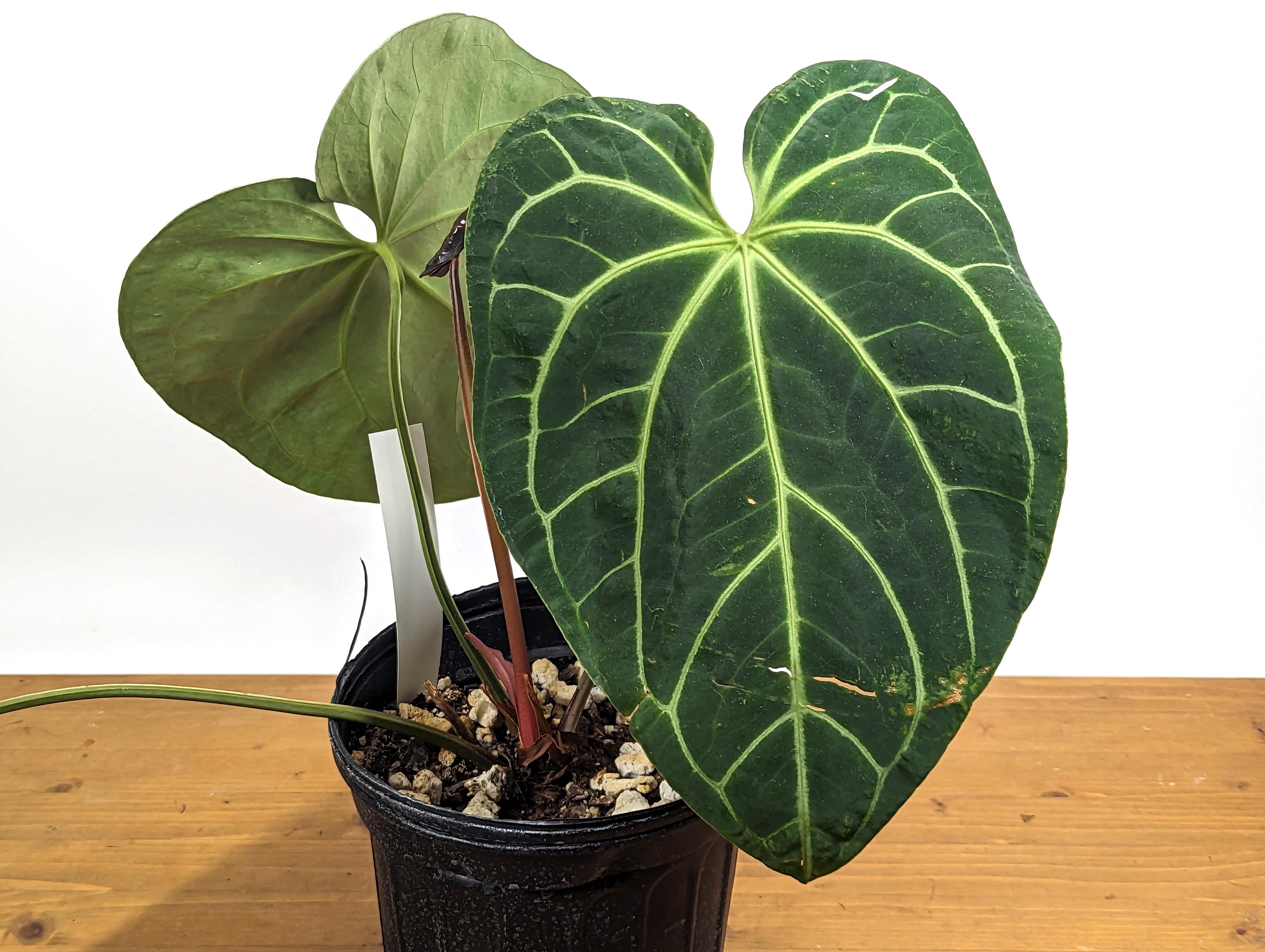 HUGE 3G Anthurium &