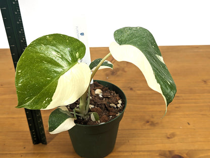 Monstera Thai Constellation Creme Brulee Large White Spots - 4 inch Pot Exact 