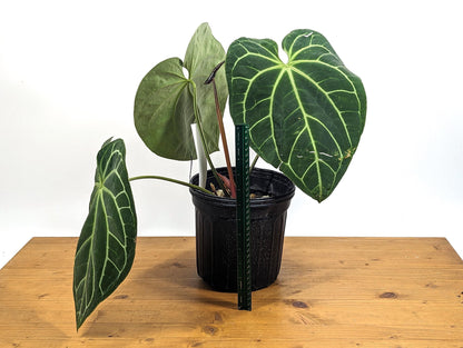 HUGE 3G Anthurium &