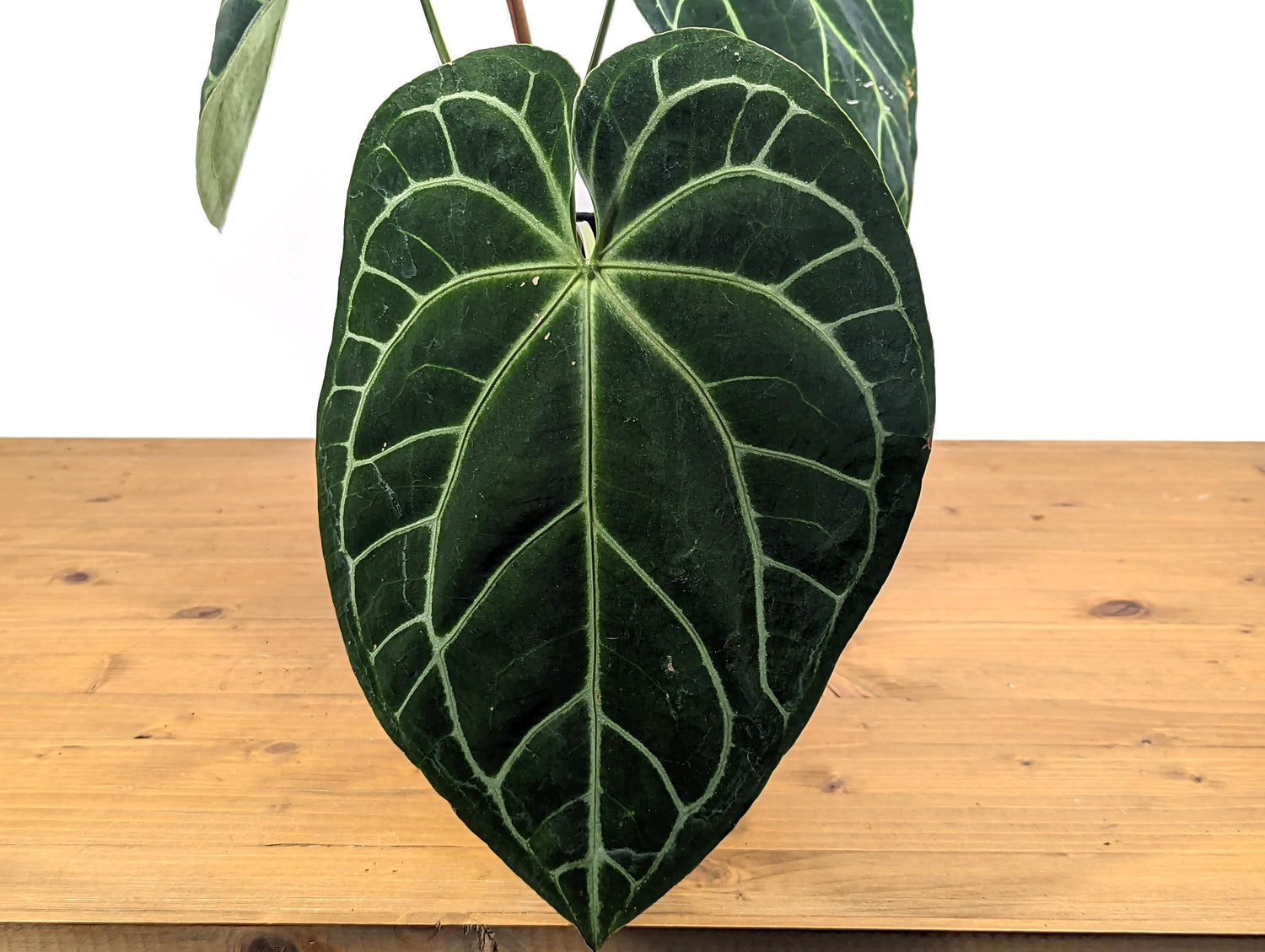 HUGE 3G Anthurium &