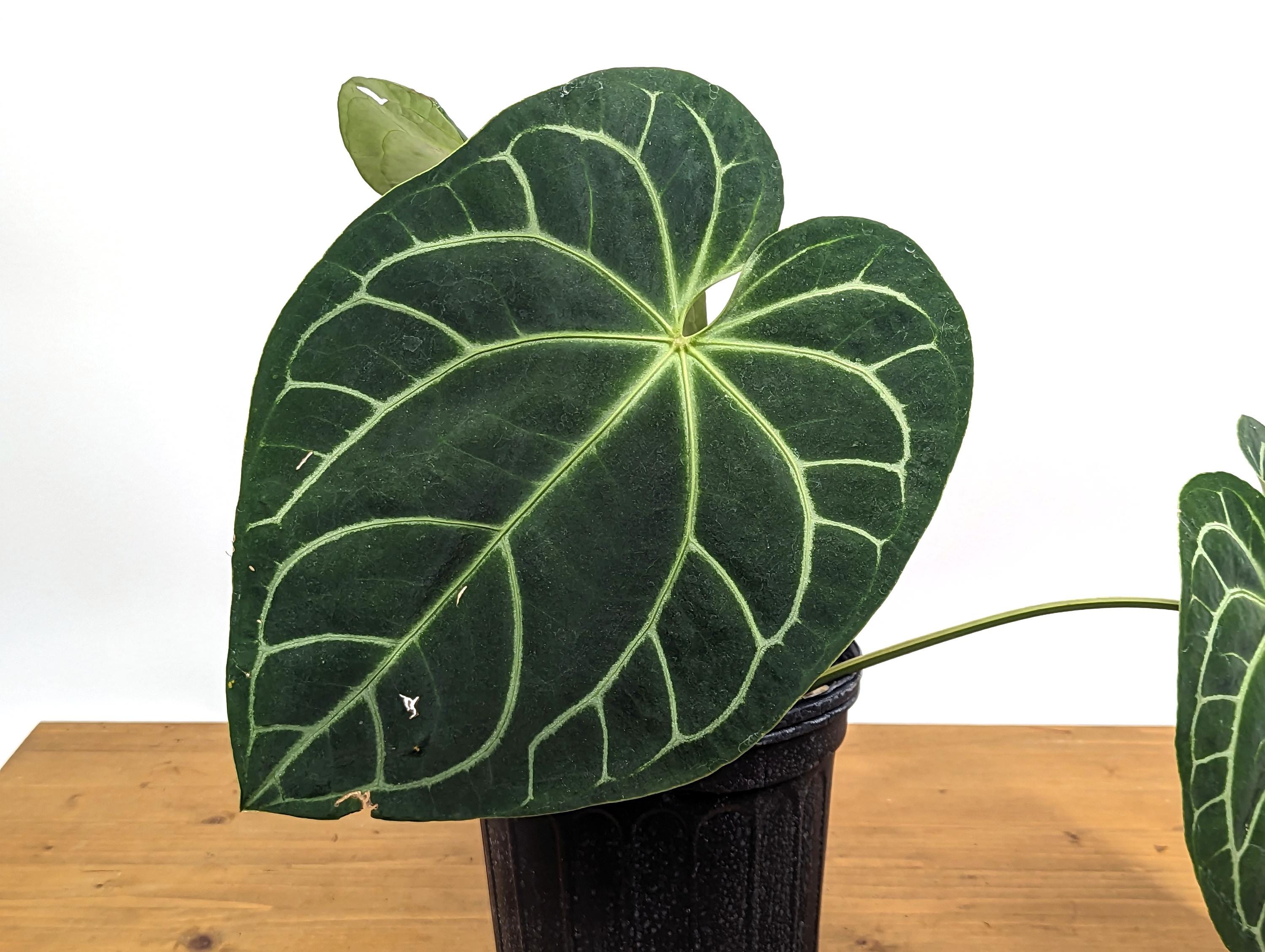 HUGE 3G Anthurium &