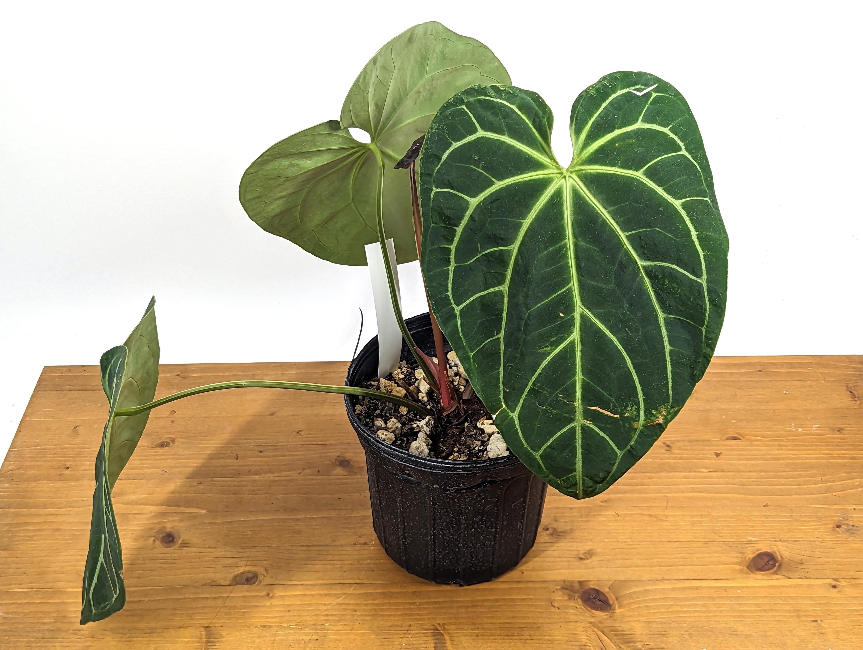 HUGE 3G Anthurium &