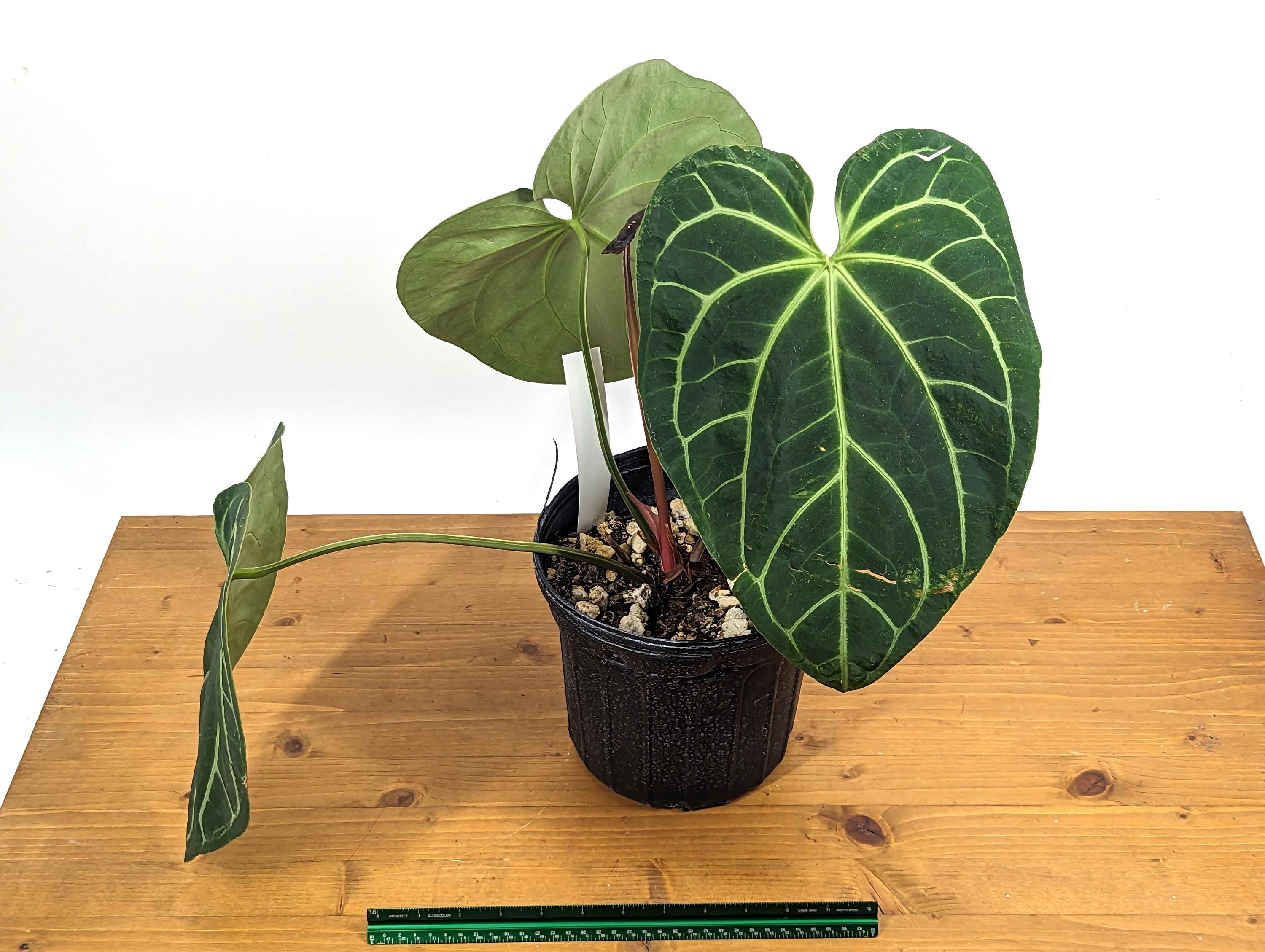 HUGE 3G Anthurium &