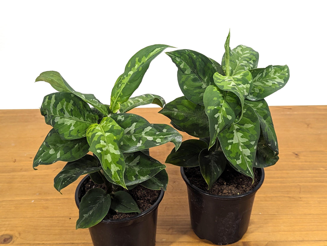 Aglaonema Pictum Tricolor 4 inch Pot With 2+ Plants Per Pot