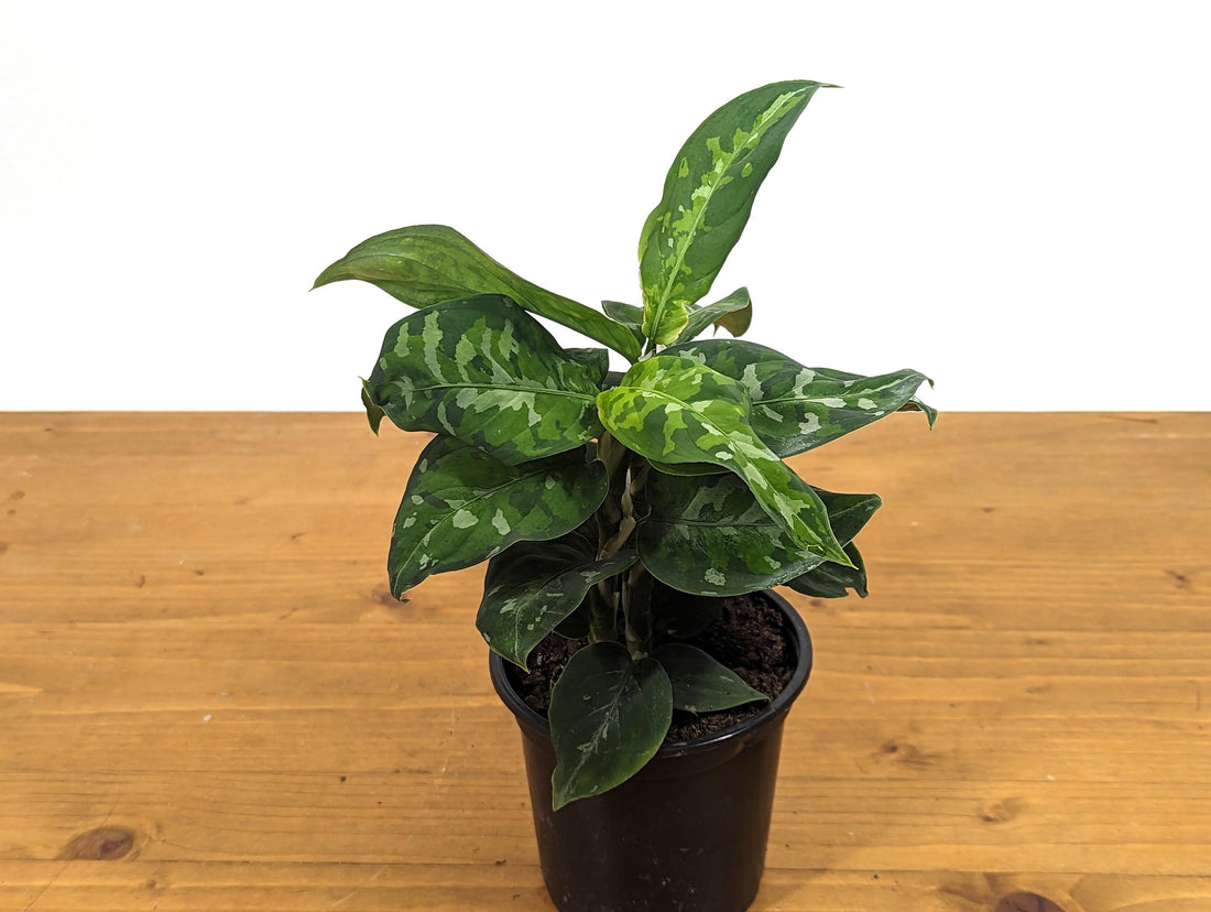 Aglaonema Pictum Tricolor 4 inch Pot With 2+ Plants Per Pot