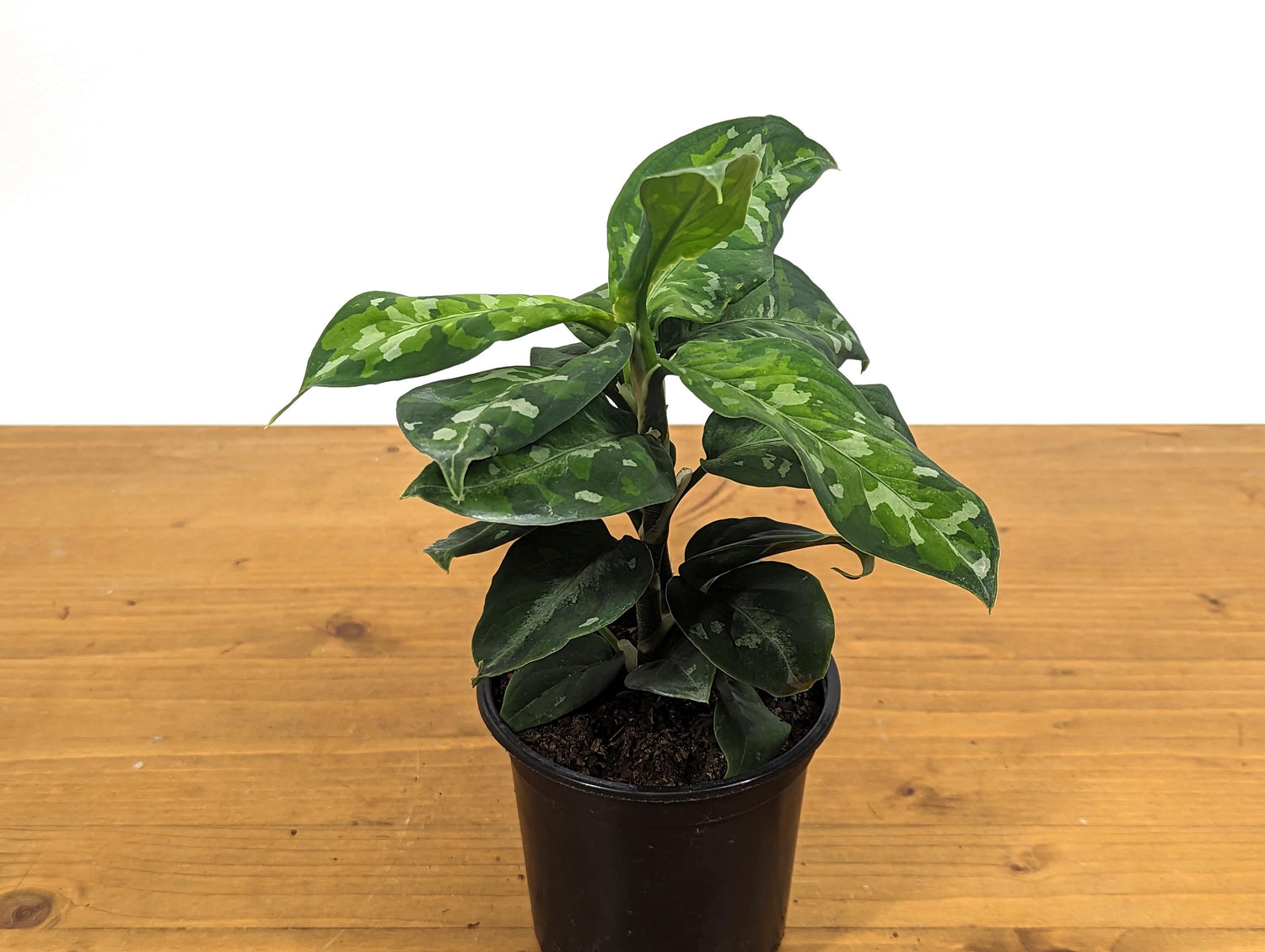 Aglaonema Pictum Tricolor