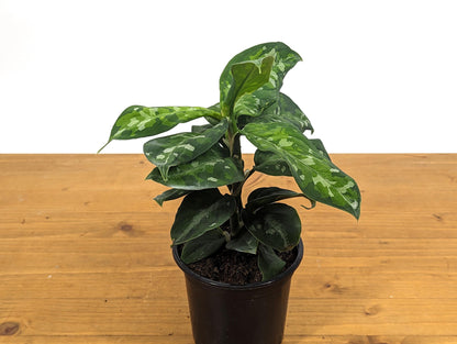 Aglaonema Pictum Tricolor