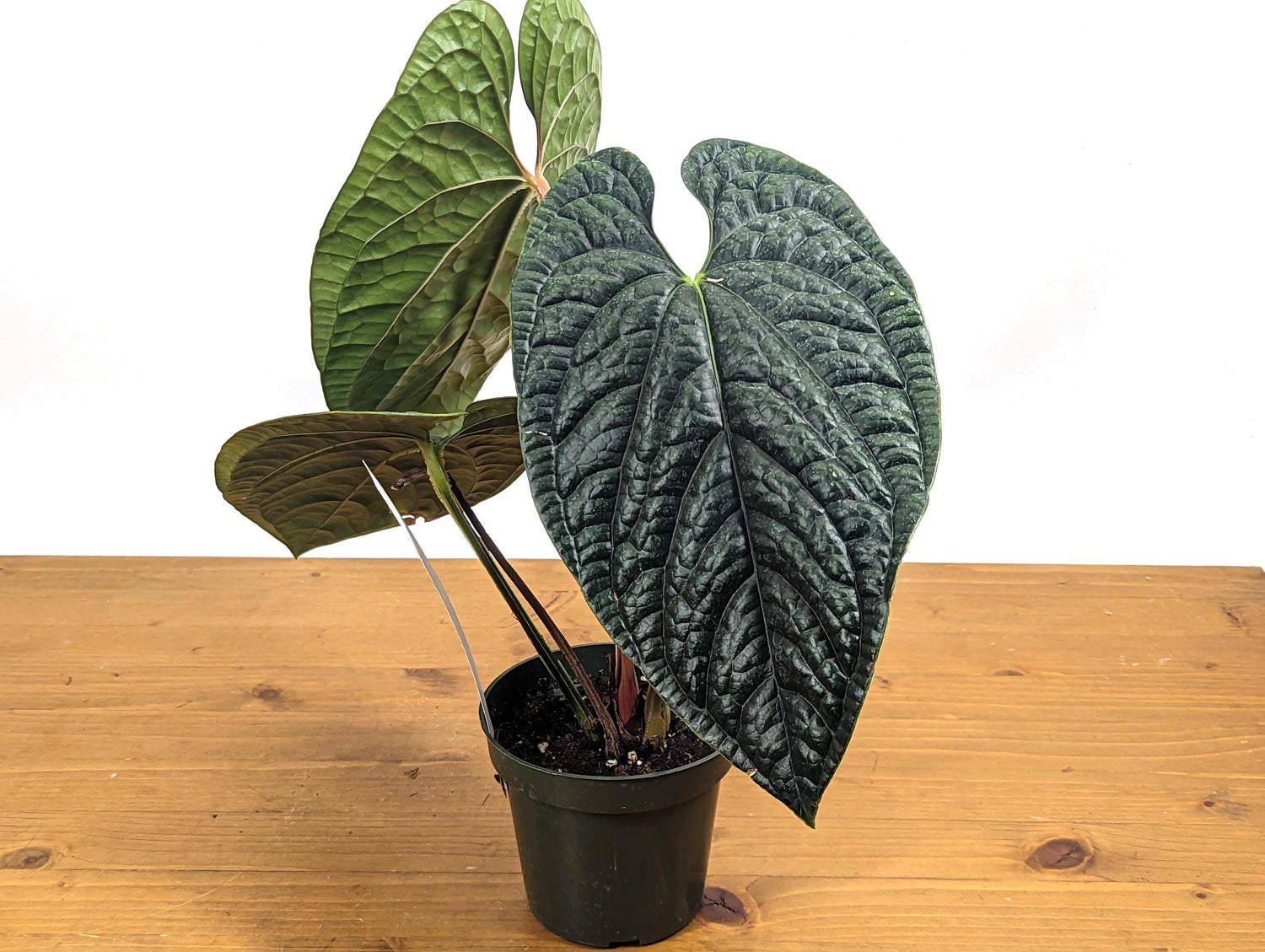 XL Anthurium Luxurians - Extra Large Size Over 12 Inches Tall in 4 Inch Pot Live Plant 