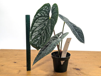 XL Anthurium Luxurians - Extra Large Size Over 12 Inches Tall in 4 Inch Pot Live Plant 