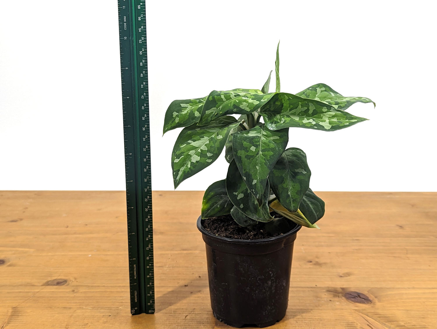 Aglaonema Pictum Tricolor