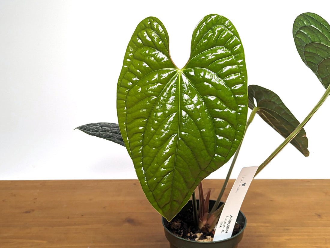 EXACT XL Anthurium Luxurians - Extra Large Size Over 12 Inches Tall in 4 Inch Pot Live Plant 