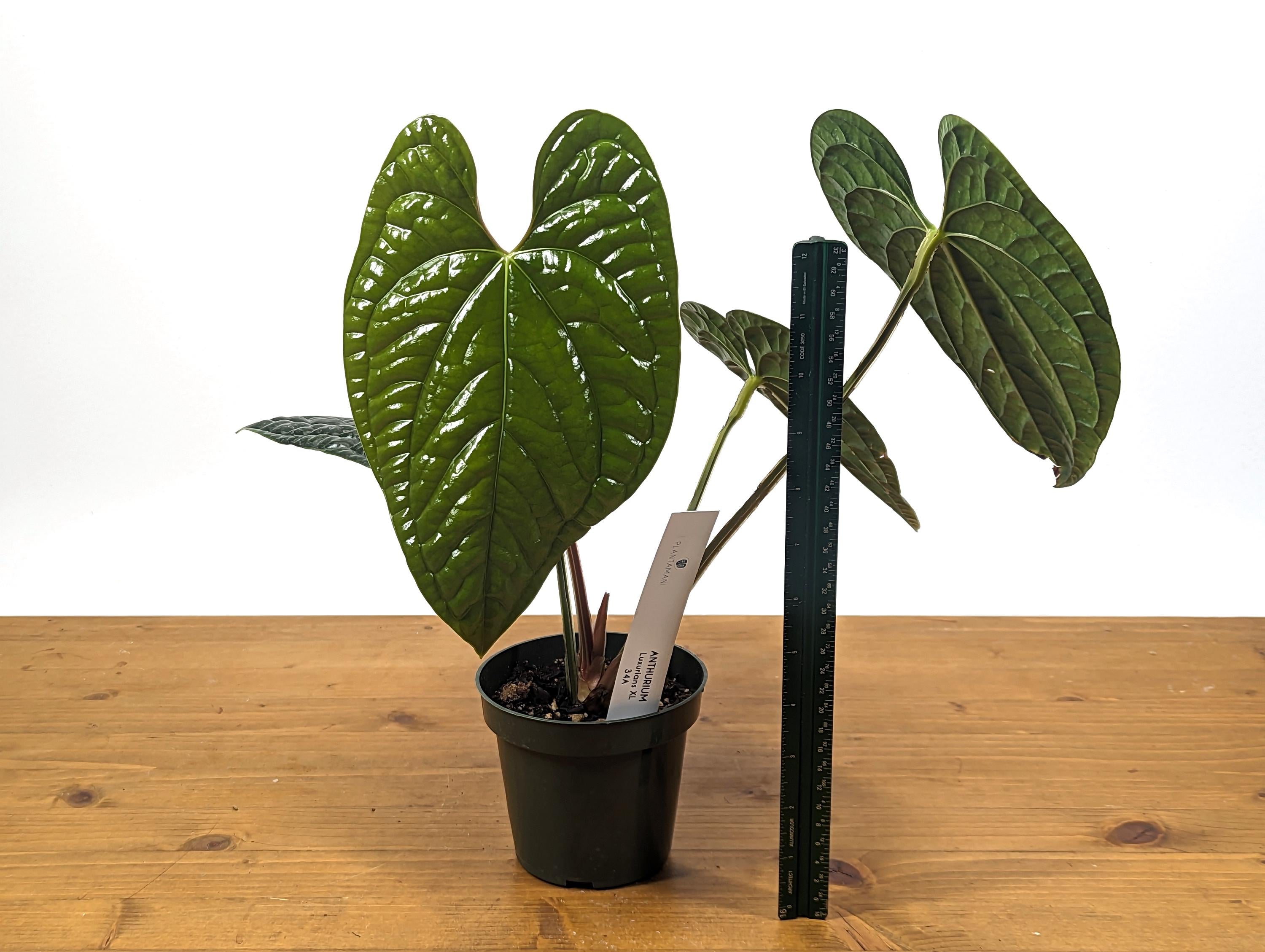 EXACT XL Anthurium Luxurians - Extra Large Size Over 12 Inches Tall in 4 Inch Pot Live Plant 