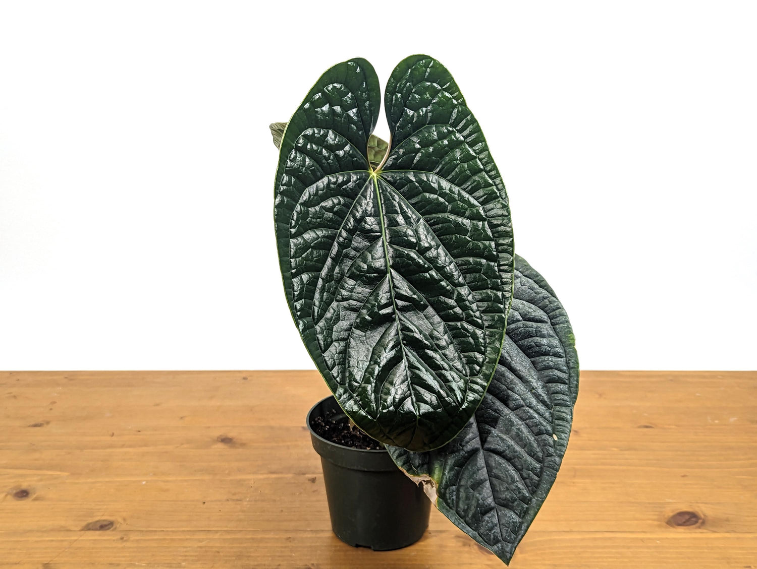 XL Anthurium Luxurians - Extra Large Size Over 12 Inches Tall in 4 Inch Pot Live Plant 