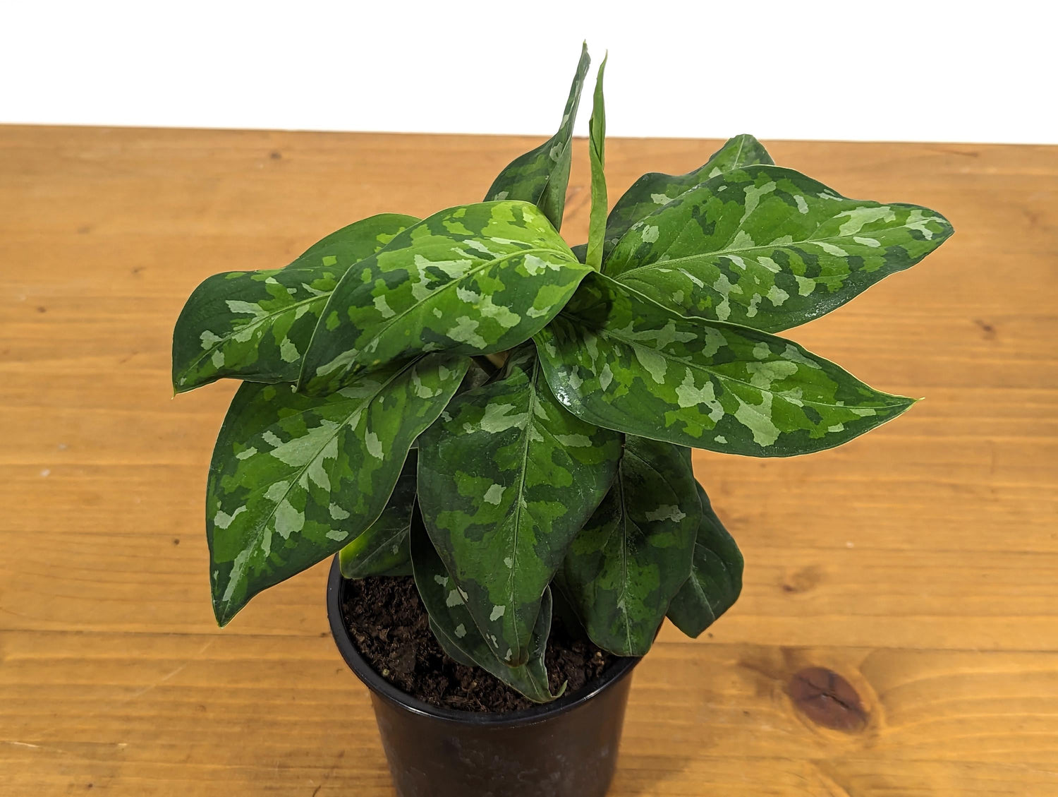 Aglaonema Pictum Tricolor