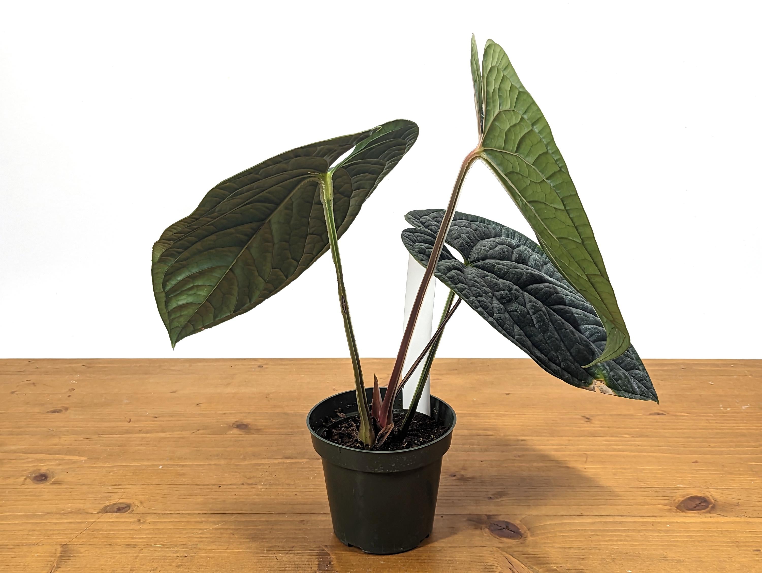 XL Anthurium Luxurians - Extra Large Size Over 12 Inches Tall in 4 Inch Pot Live Plant 