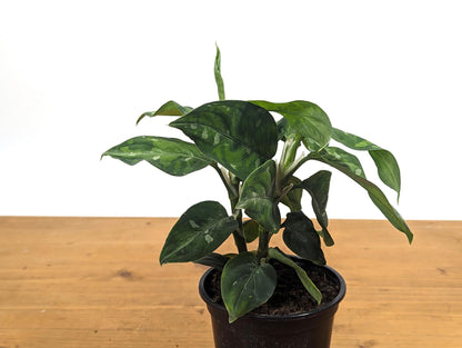 Aglaonema Pictum Tricolor