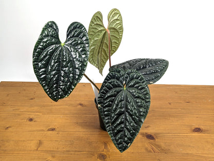 EXACT XL Anthurium Luxurians - Extra Large Size Over 12 Inches Tall in 4 Inch Pot Live Plant 