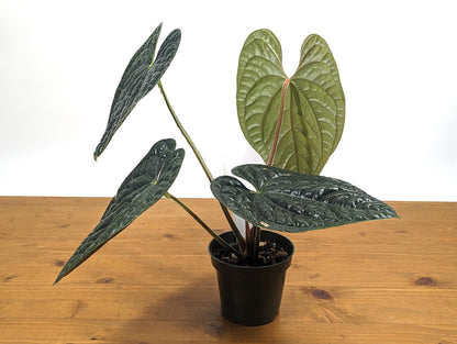 EXACT XL Anthurium Luxurians - Extra Large Size Over 12 Inches Tall in 4 Inch Pot Live Plant 