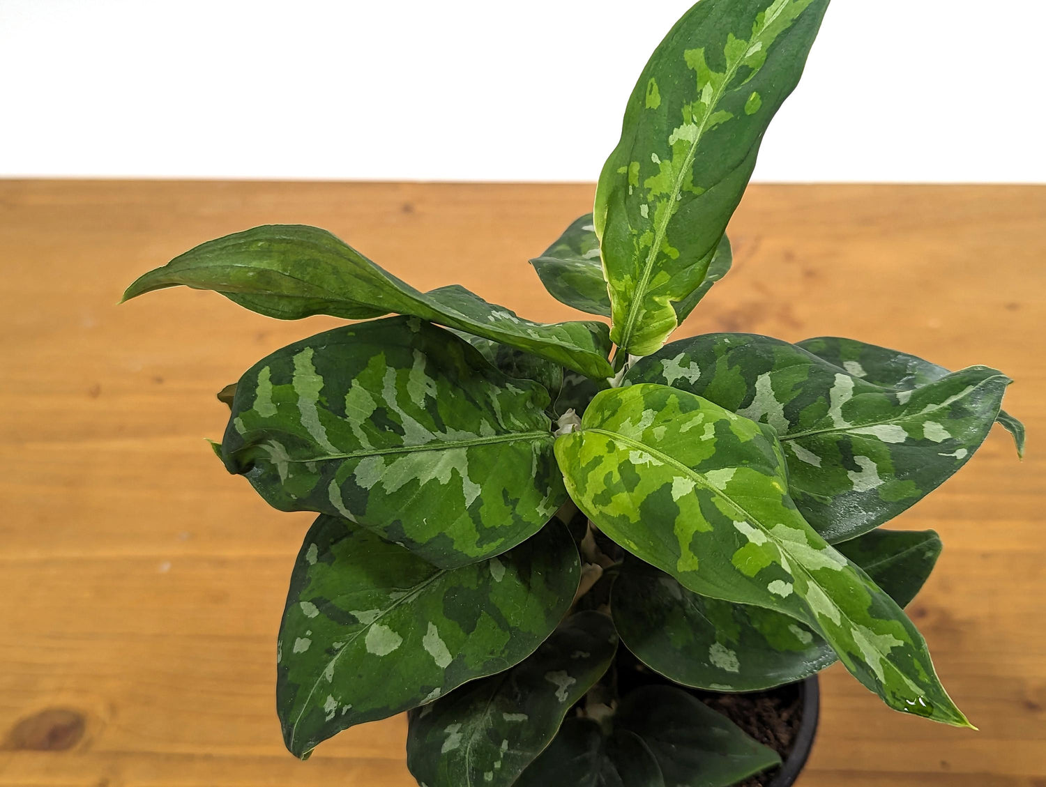 Aglaonema Pictum Tricolor