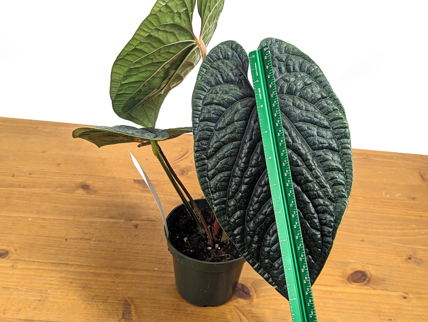 XL Anthurium Luxurians - Extra Large Size Over 12 Inches Tall in 4 Inch Pot Live Plant 