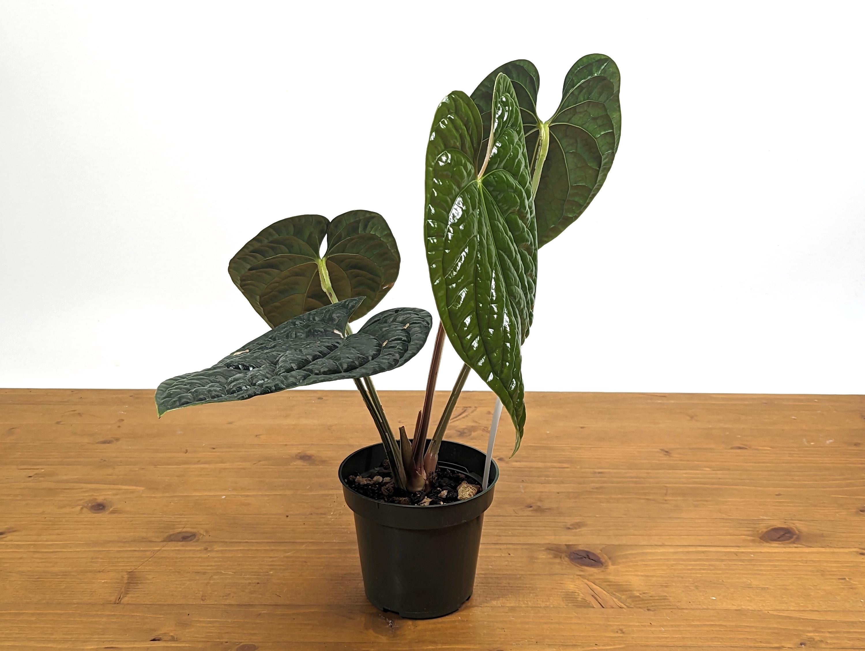 EXACT XL Anthurium Luxurians - Extra Large Size Over 12 Inches Tall in 4 Inch Pot Live Plant 