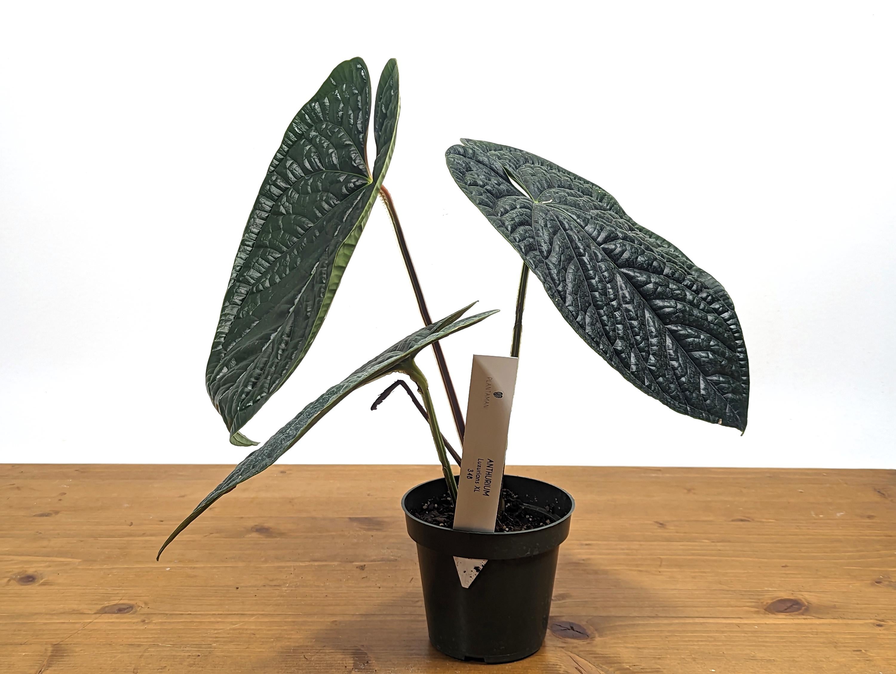 XL Anthurium Luxurians - Extra Large Size Over 12 Inches Tall in 4 Inch Pot Live Plant 