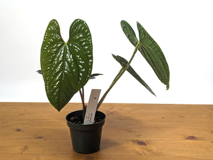 EXACT XL Anthurium Luxurians - Extra Large Size Over 12 Inches Tall in 4 Inch Pot Live Plant 