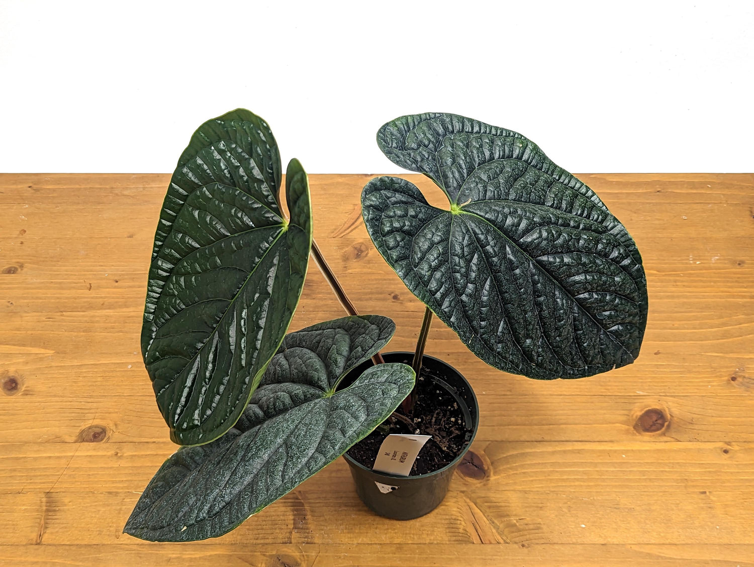 XL Anthurium Luxurians - Extra Large Size Over 12 Inches Tall in 4 Inch Pot Live Plant 