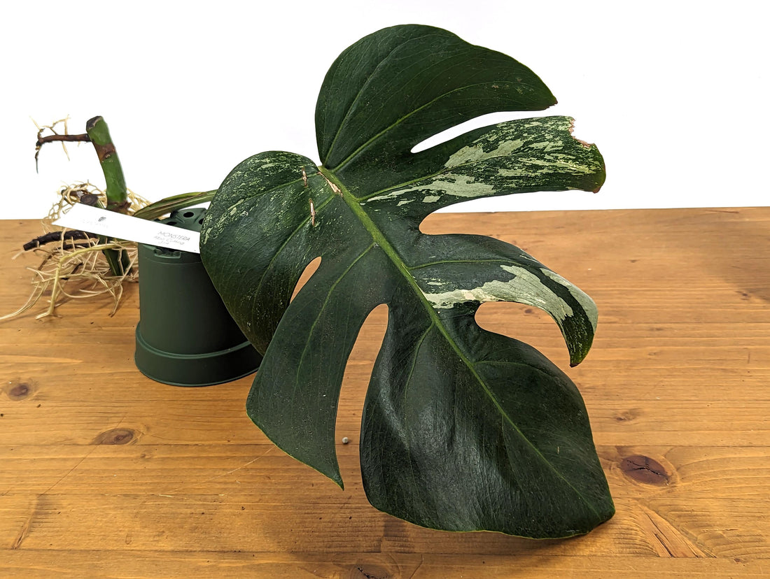 Exact Monstera Albo Cuttings - Water Rooted