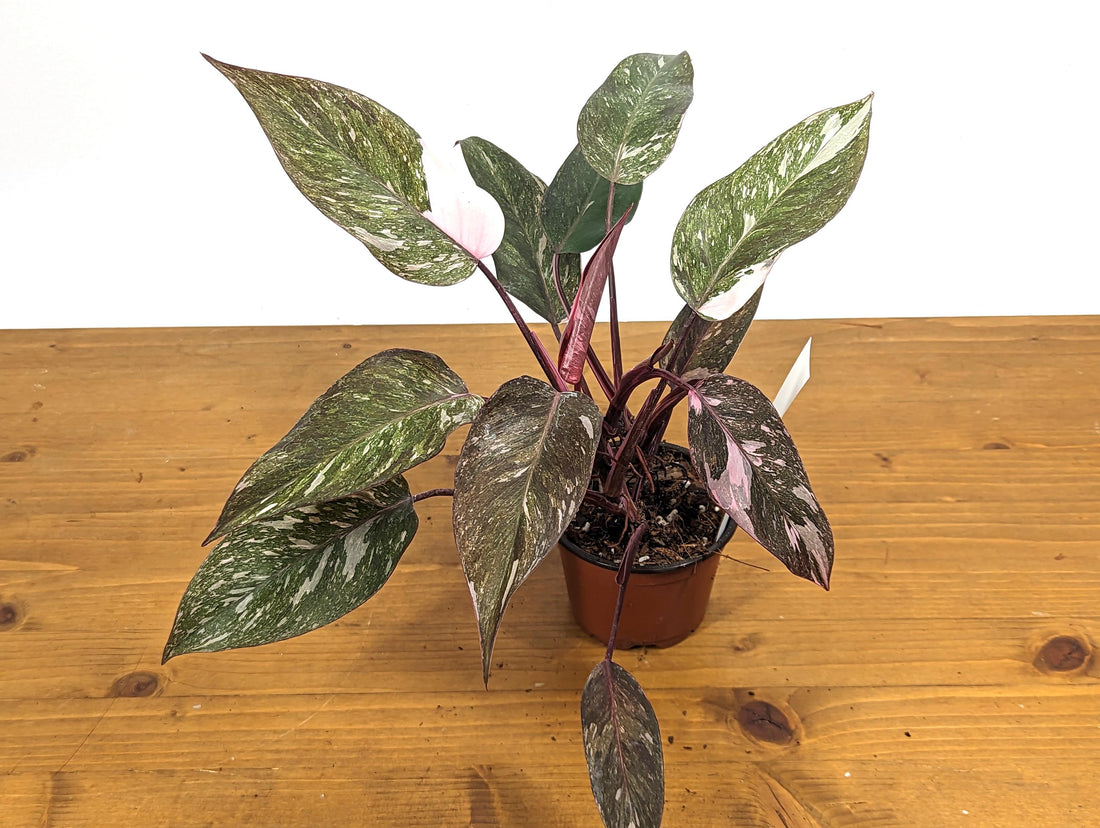 Philodendron Pink Princess Galaxy - Pick Your Plant - 2 Growth Points Per Pot