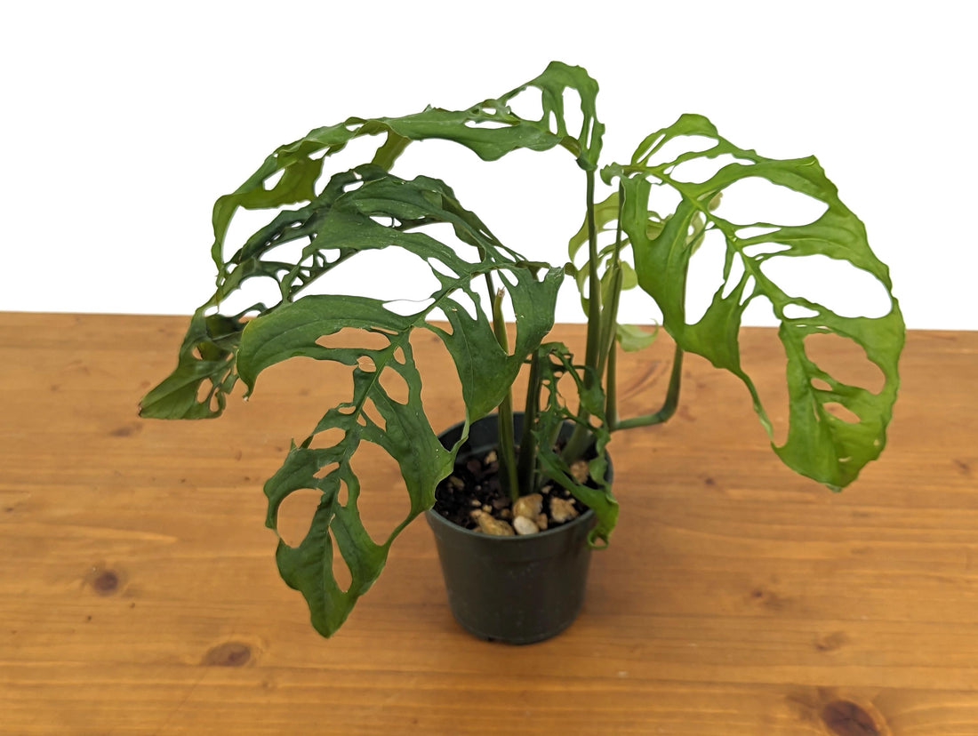 Stunning Monstera Obliqua Peru in 4 inch pot - Live Rare Tropical Aroid Great Gift Idea