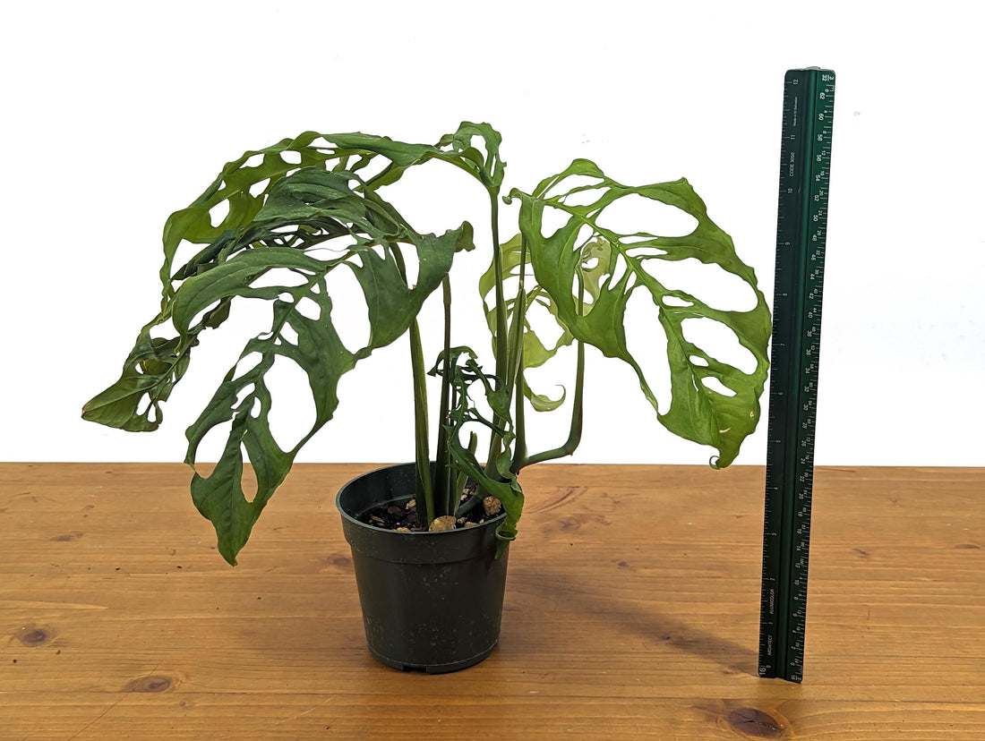 Stunning Monstera Obliqua Peru in 4 inch pot - Live Rare Tropical Aroid Great Gift Idea