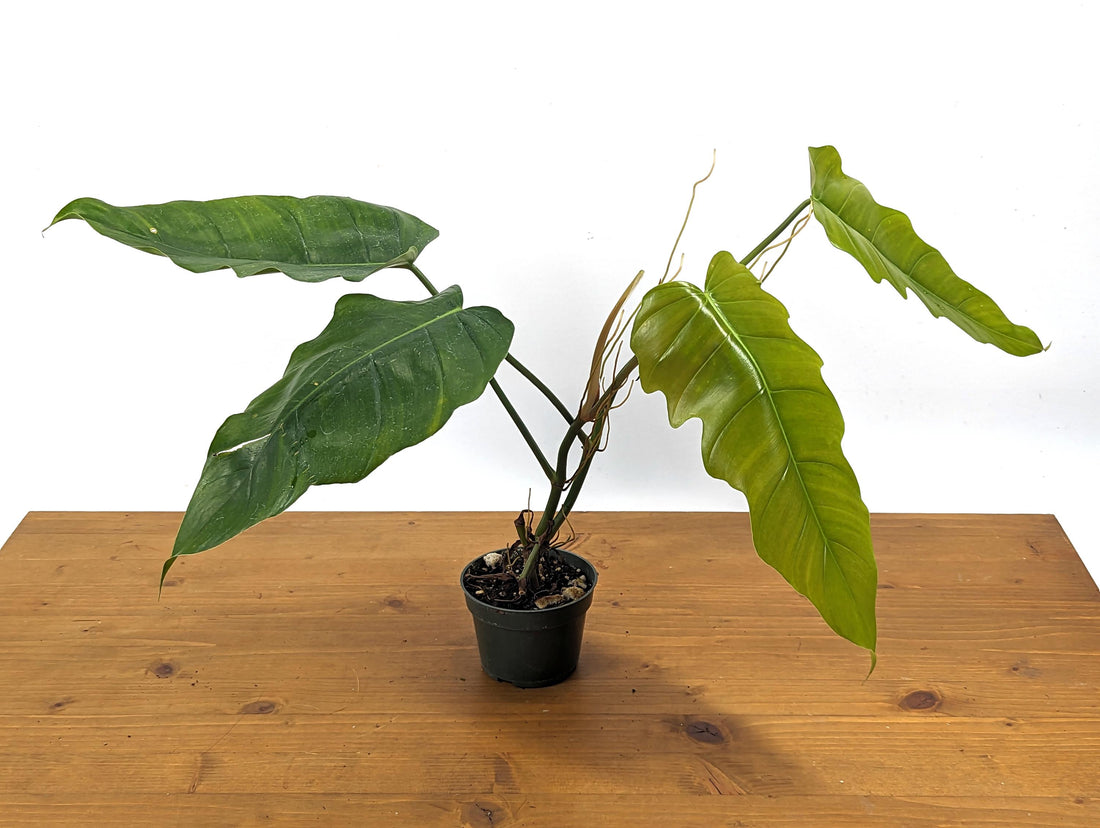 Philodendron Patriciae x Tortum (Angel Eyes) in 4 inch Pot Live Houseplant