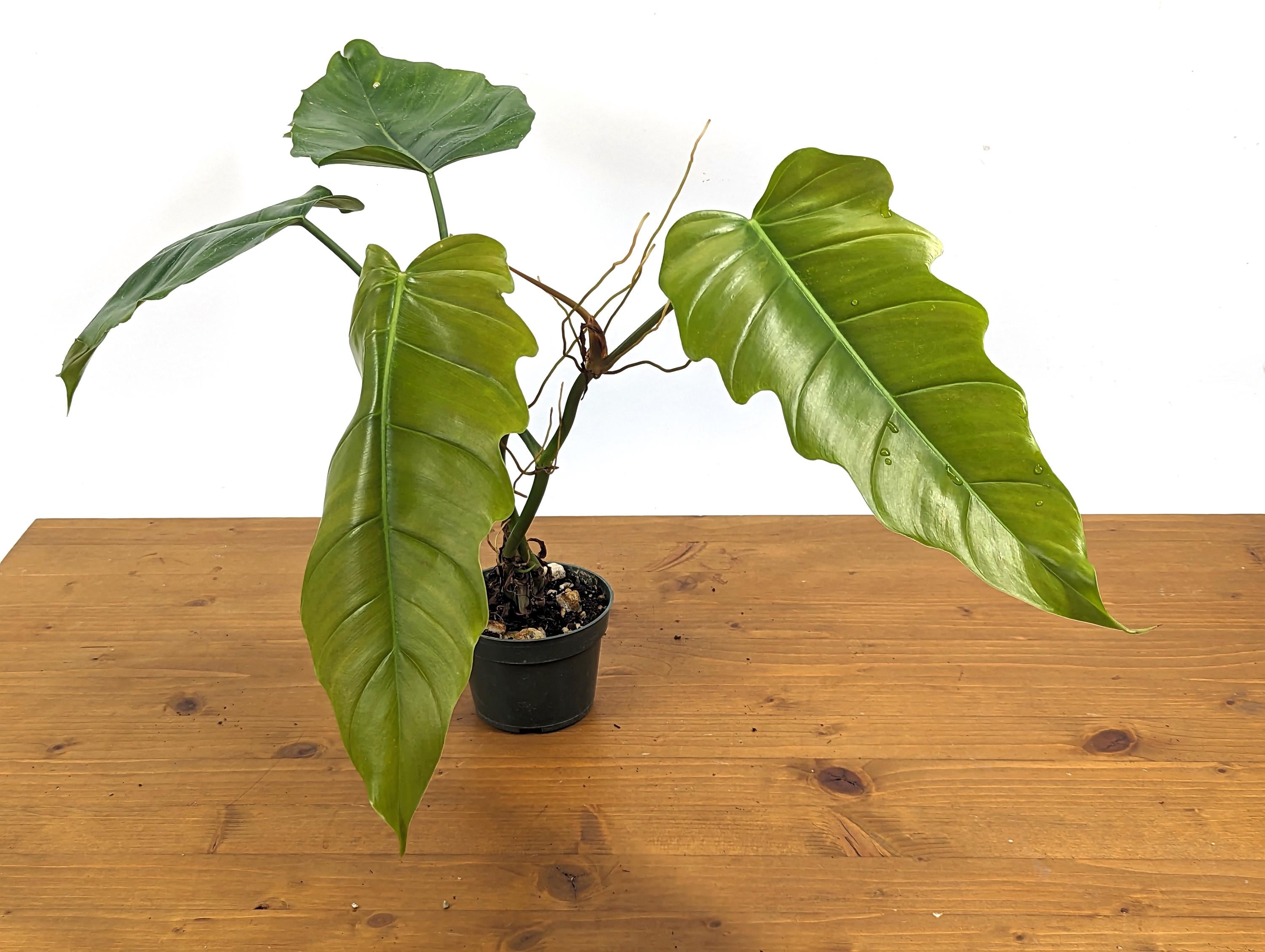 Philodendron Patriciae x Tortum (Angel Eyes) in 4 inch Pot Live Houseplant