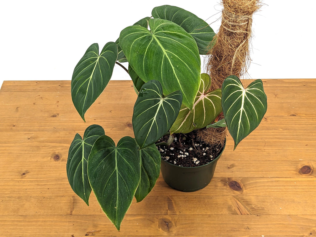 Philodendron Gloriosum in 6 inch pots with Coco Pole Live Exotic Tropical