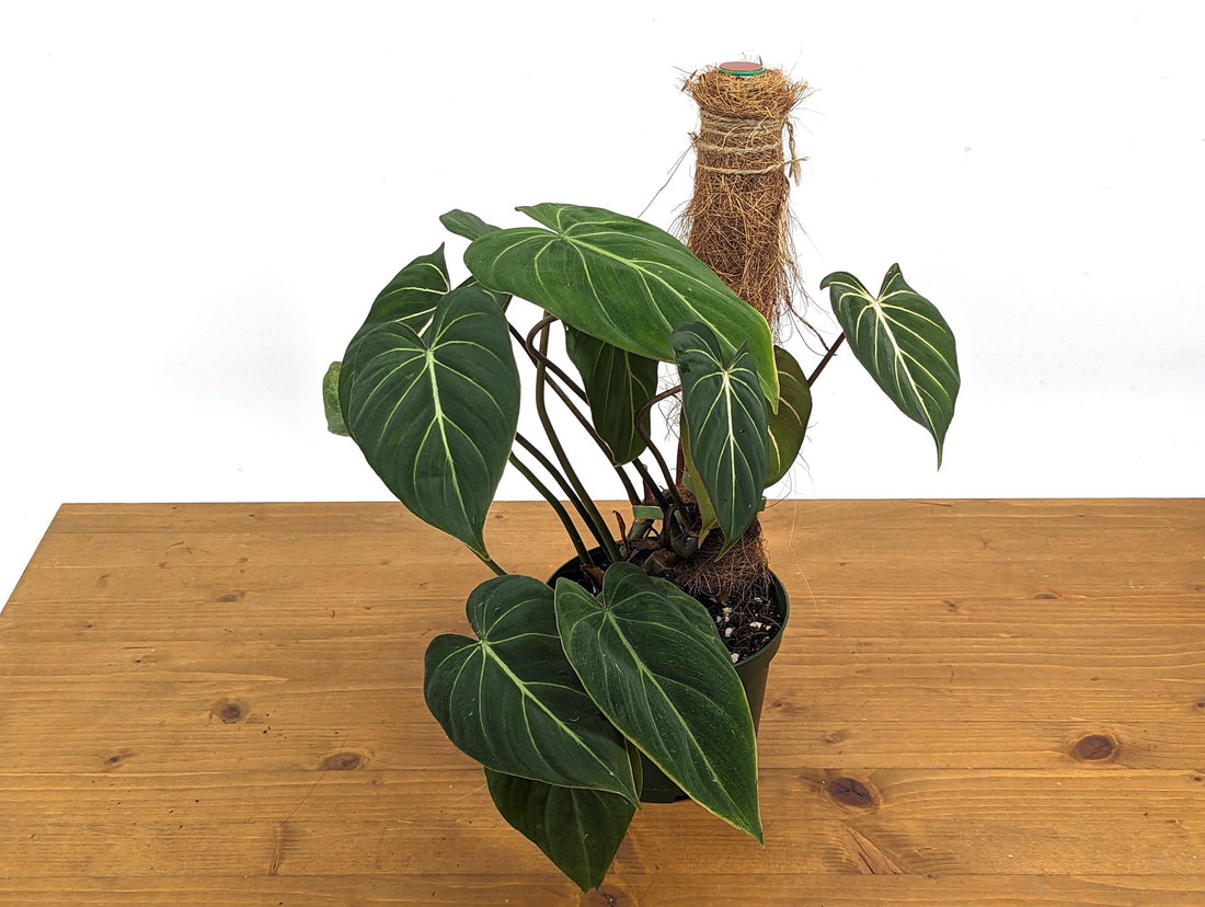 Philodendron Gloriosum in 6 inch pots with Coco Pole Live Exotic Tropical