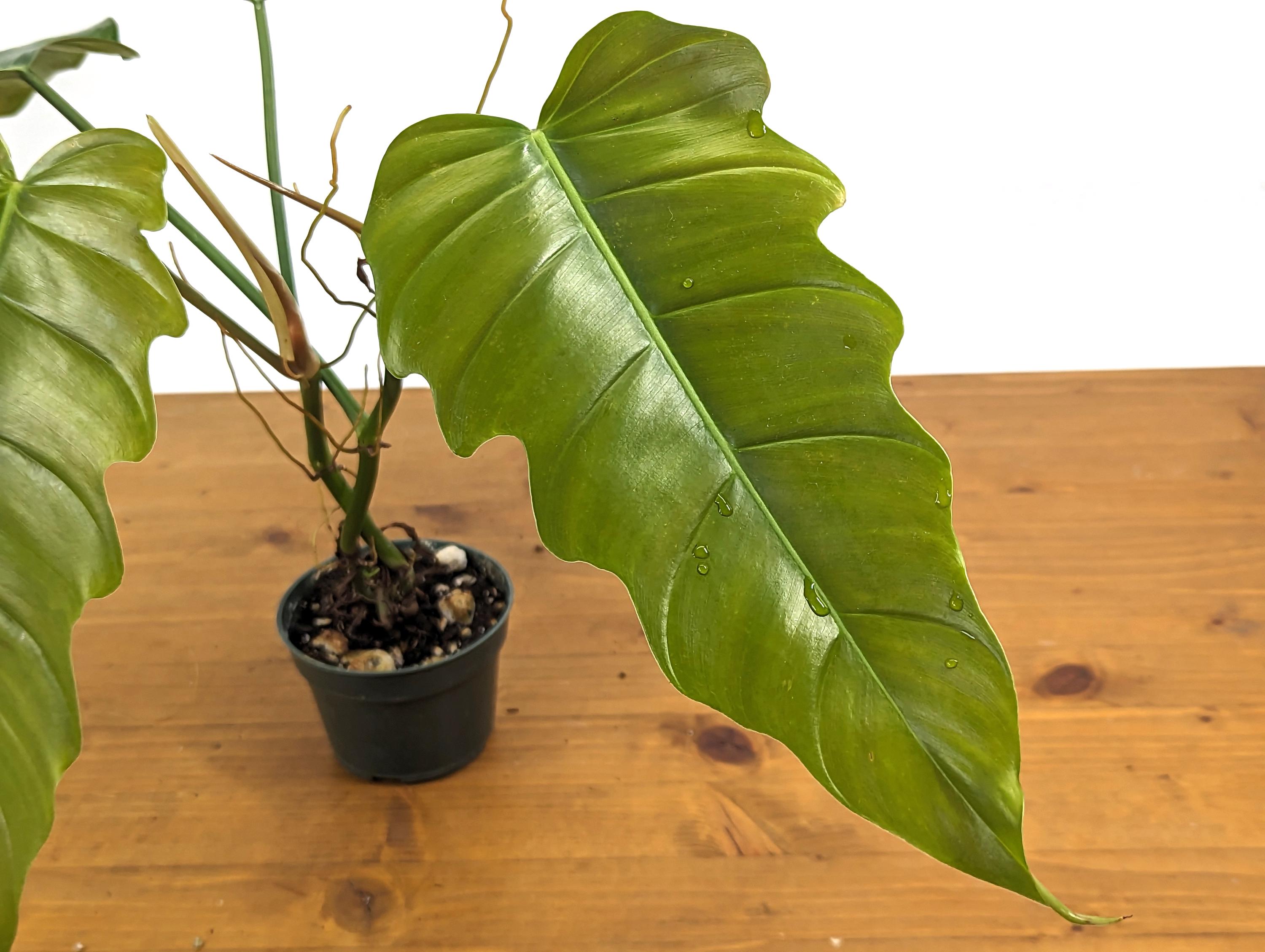 Philodendron Patriciae x Tortum (Angel Eyes) in 4 inch Pot Live Houseplant