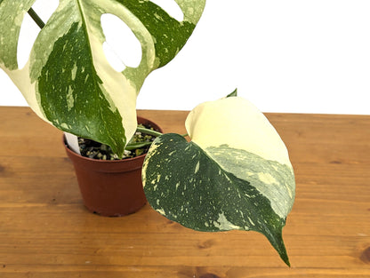 Stunning Monstera Thai Constellation Creme Brulee 4 Inch Pot 