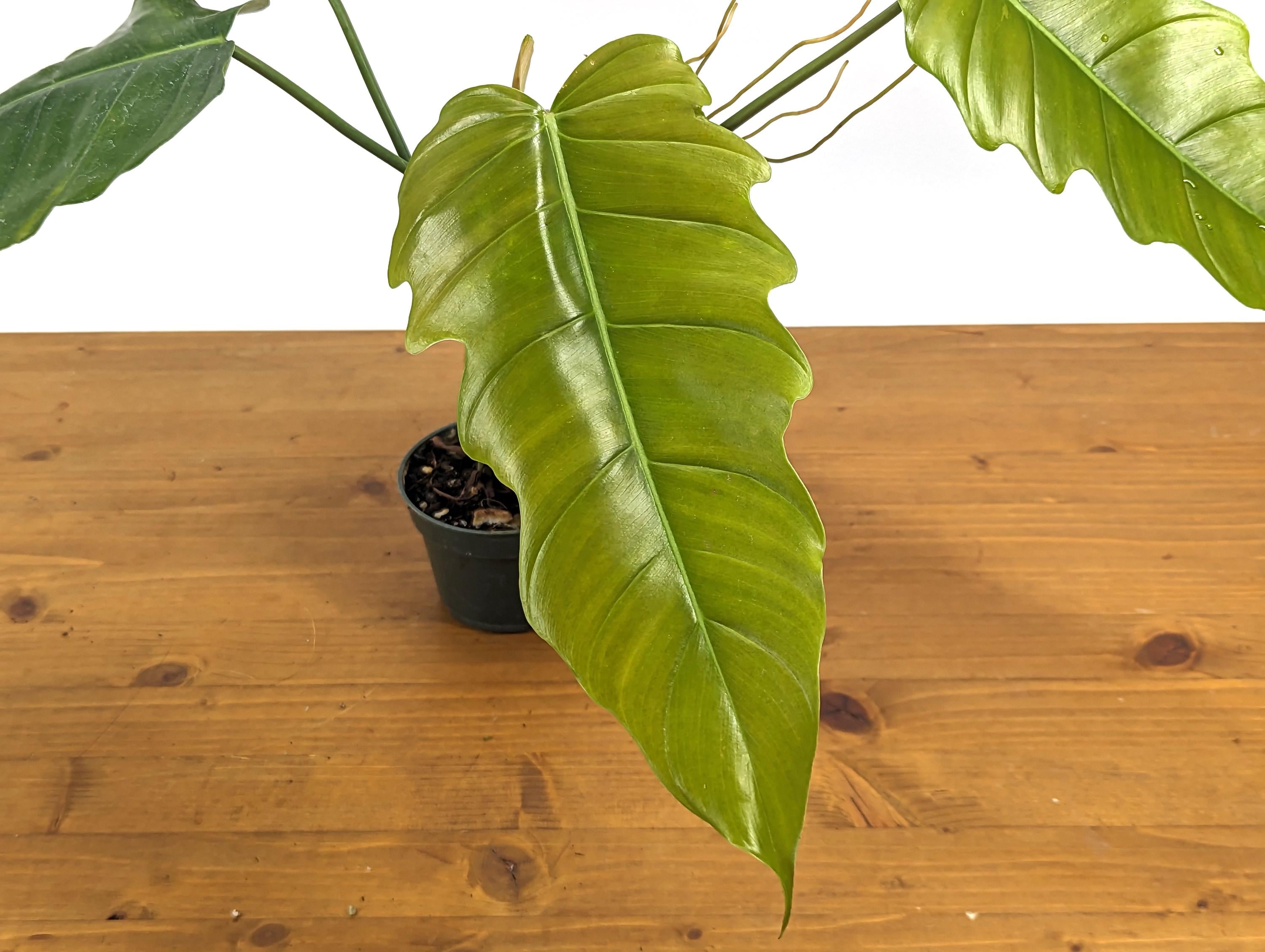 Philodendron Patriciae x Tortum (Angel Eyes) in 4 inch Pot Live Houseplant