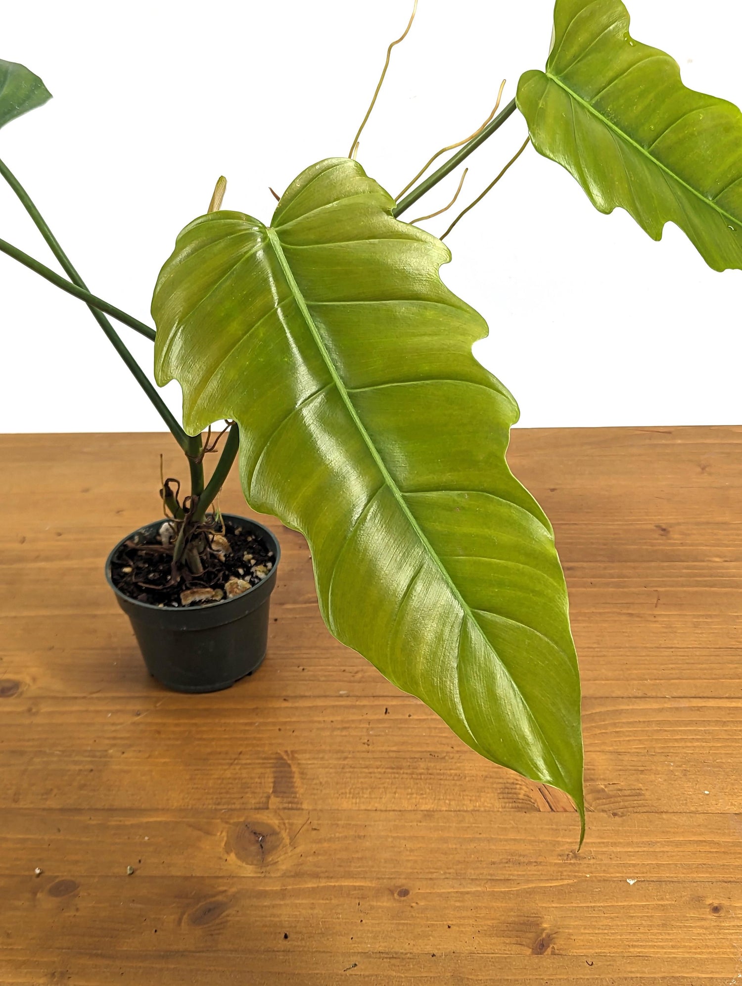 Philodendron Patriciae x Tortum (Angel Eyes) in 4 inch Pot Live Houseplant