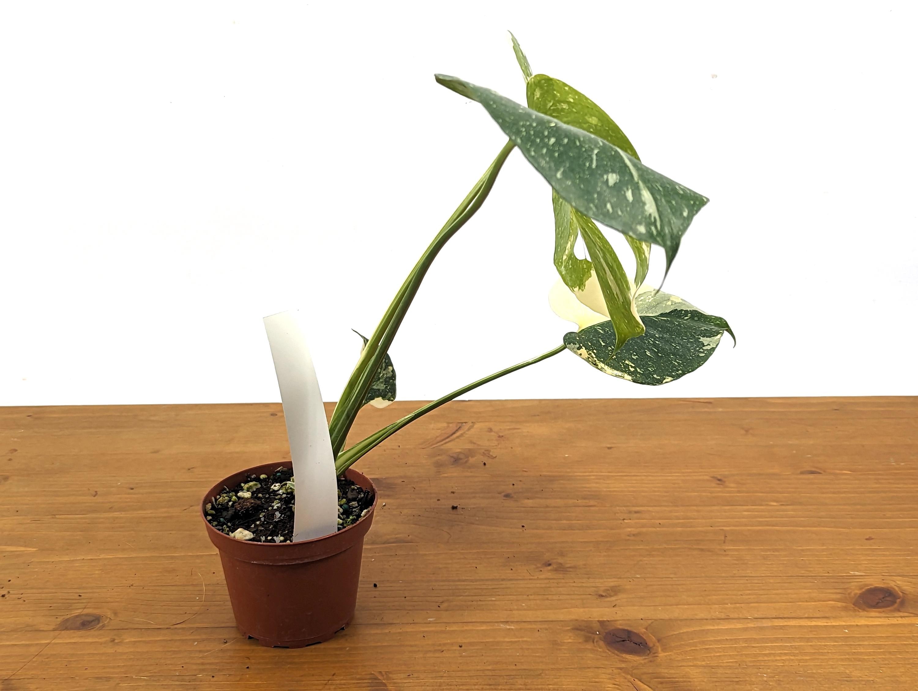 Stunning Monstera Thai Constellation Creme Brulee 4 Inch Pot 