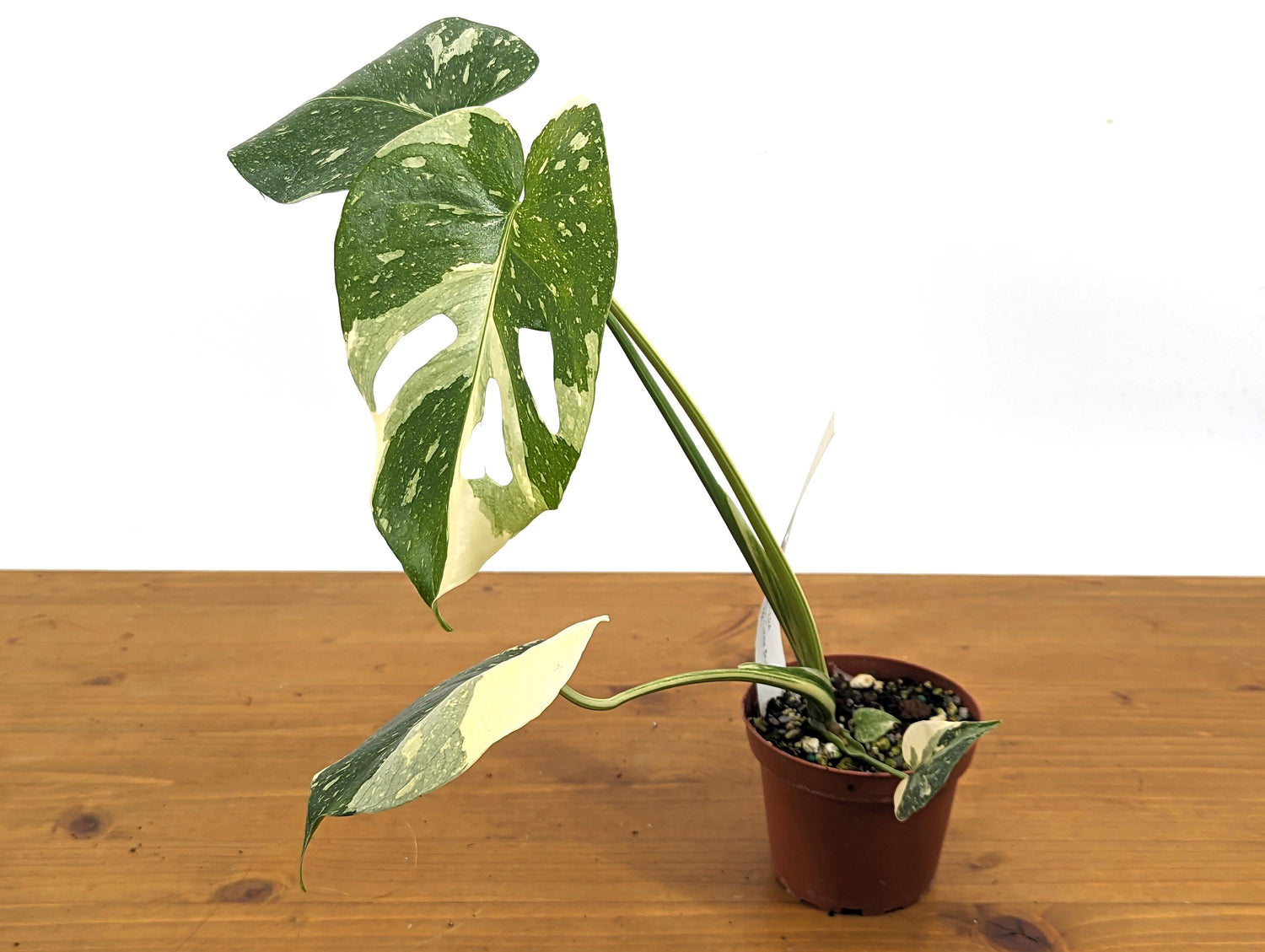 Stunning Monstera Thai Constellation Creme Brulee 4 Inch Pot 