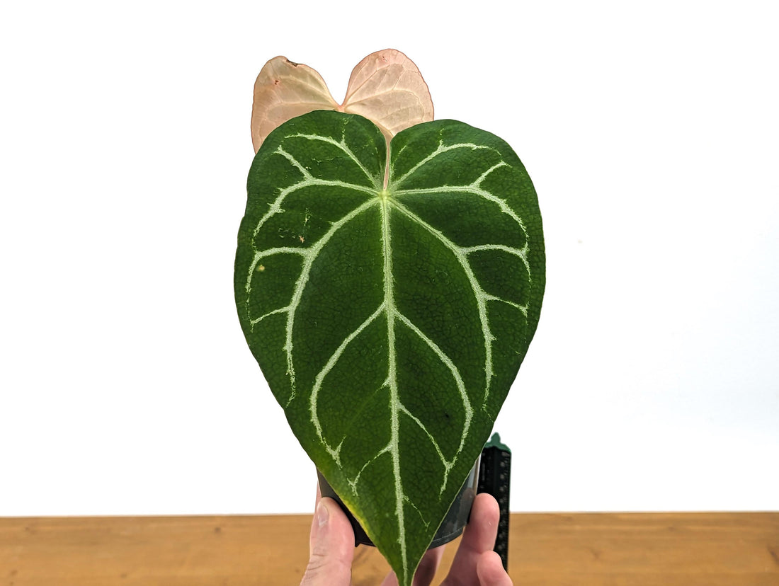 Anthurium Crystallinum x Magnificum &