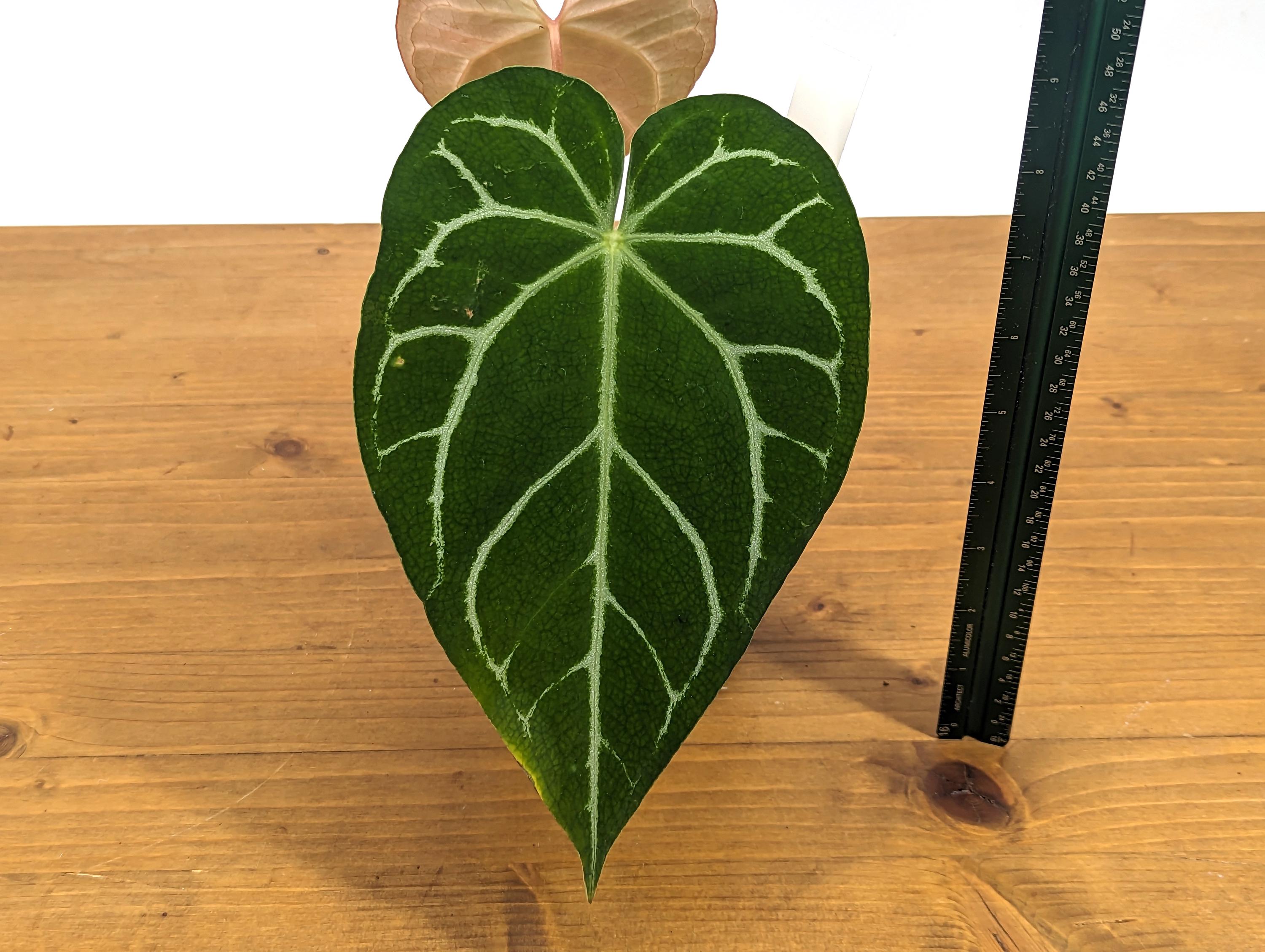 Anthurium Crystallinum x Magnificum &