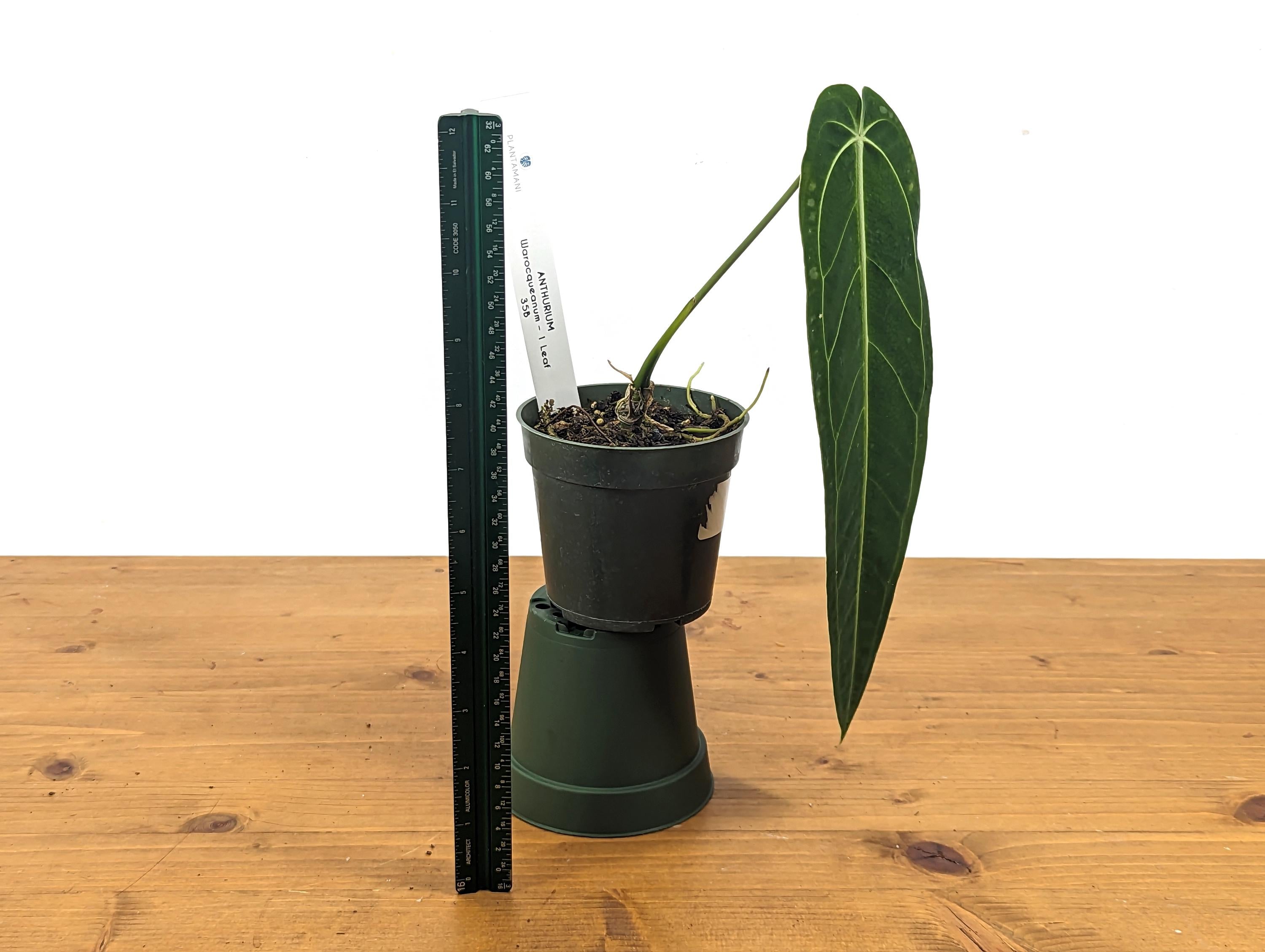 Anthurium Warocqueanum Thin Dark Queen 4 inch pot - Exact Plants Slender Narrow Leaves