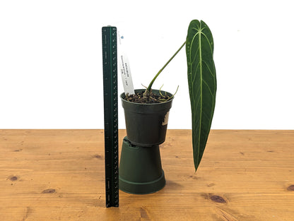 Anthurium Warocqueanum Thin Dark Queen 4 inch pot - Exact Plants Slender Narrow Leaves